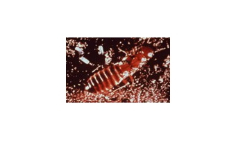 Dampwood Termites