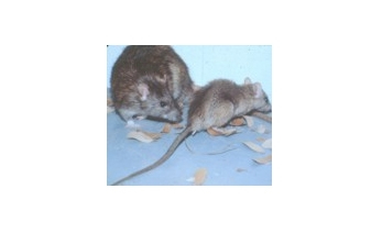 Roof Rats